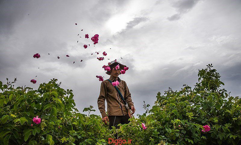 کشاورز در حال چیدن گل محمدی در مزارع کاشان