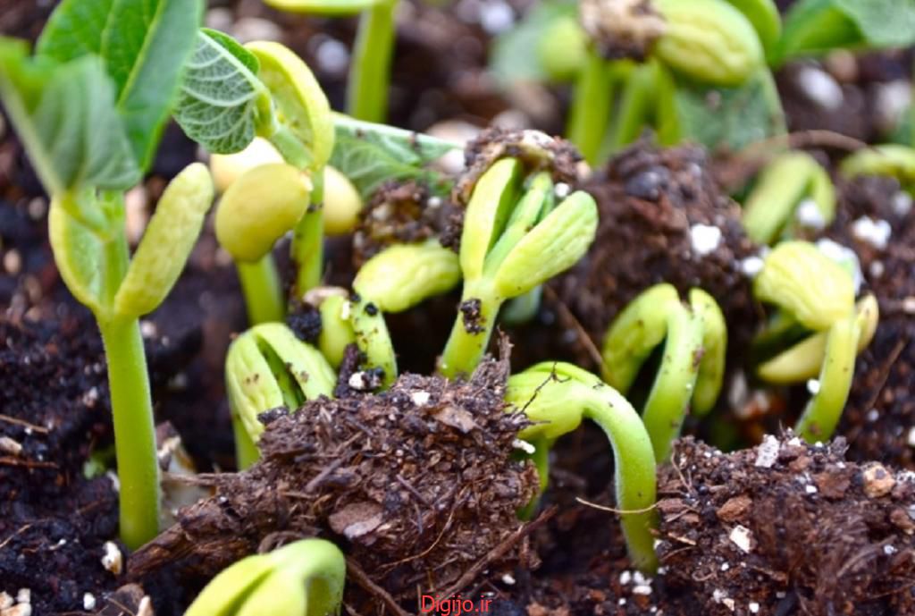 خاک مناسب کاشت لوبیا در گلدان 