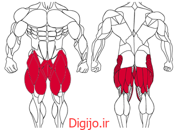 آموزش حرکات بدنسازی با تصاویر متحرک - نقشه عضلات بدن