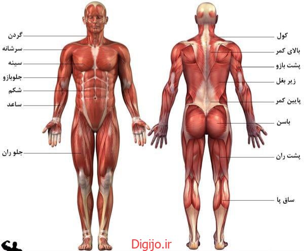 عضلات بدن | معرفی تمام عضلات بدن در بدنسازی | انواع ماهیچه های بدن انسان | ورزش بلاگ